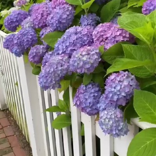 🌸Жан азыгы 🌸